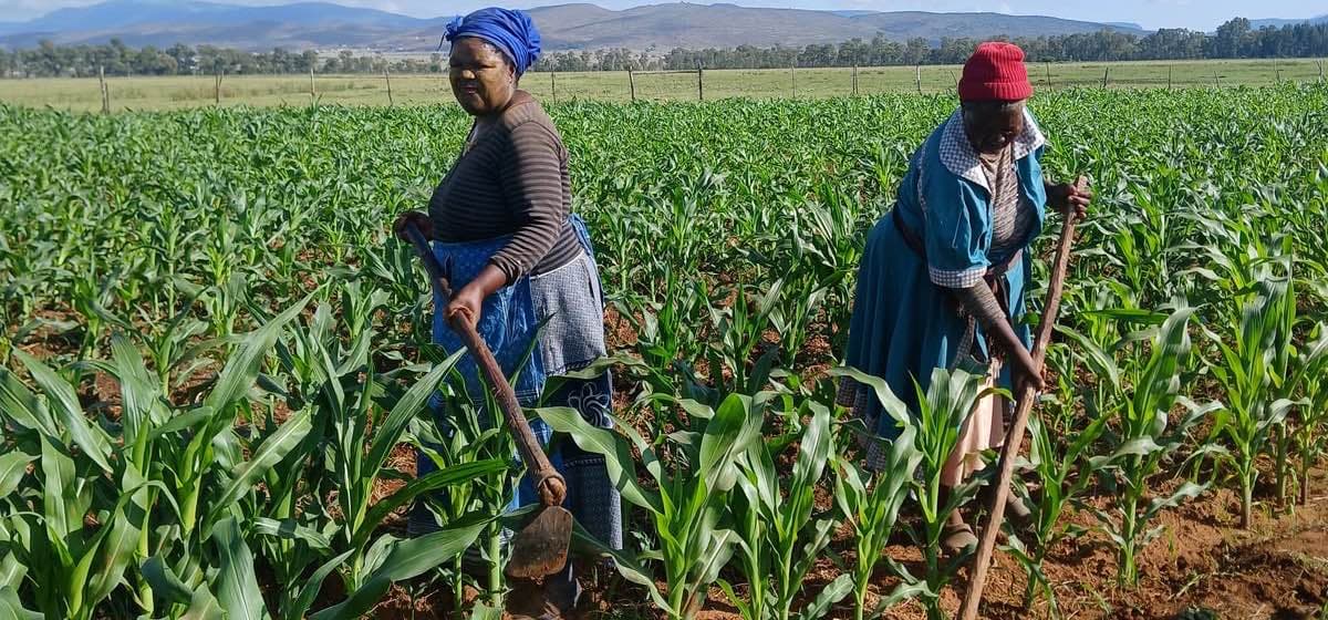 Two rural women work in a green maize field using hoes under a bright blue sky with scattered clouds. Mountains stretch across the background as they tend the crops, illustrating the everyday labour of women who sustain local food systems.