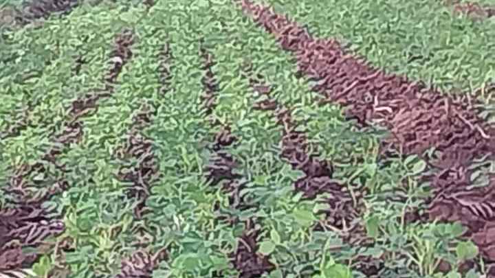 Using organic manure no more of chemical fertilizers