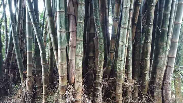 Dendrocalamus asper, Giant bamboo