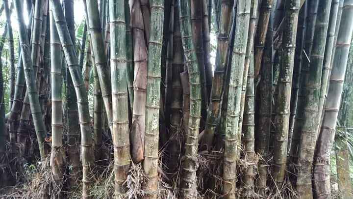 Pictured here is a close-up of green-ish brown Giant Bamboo.