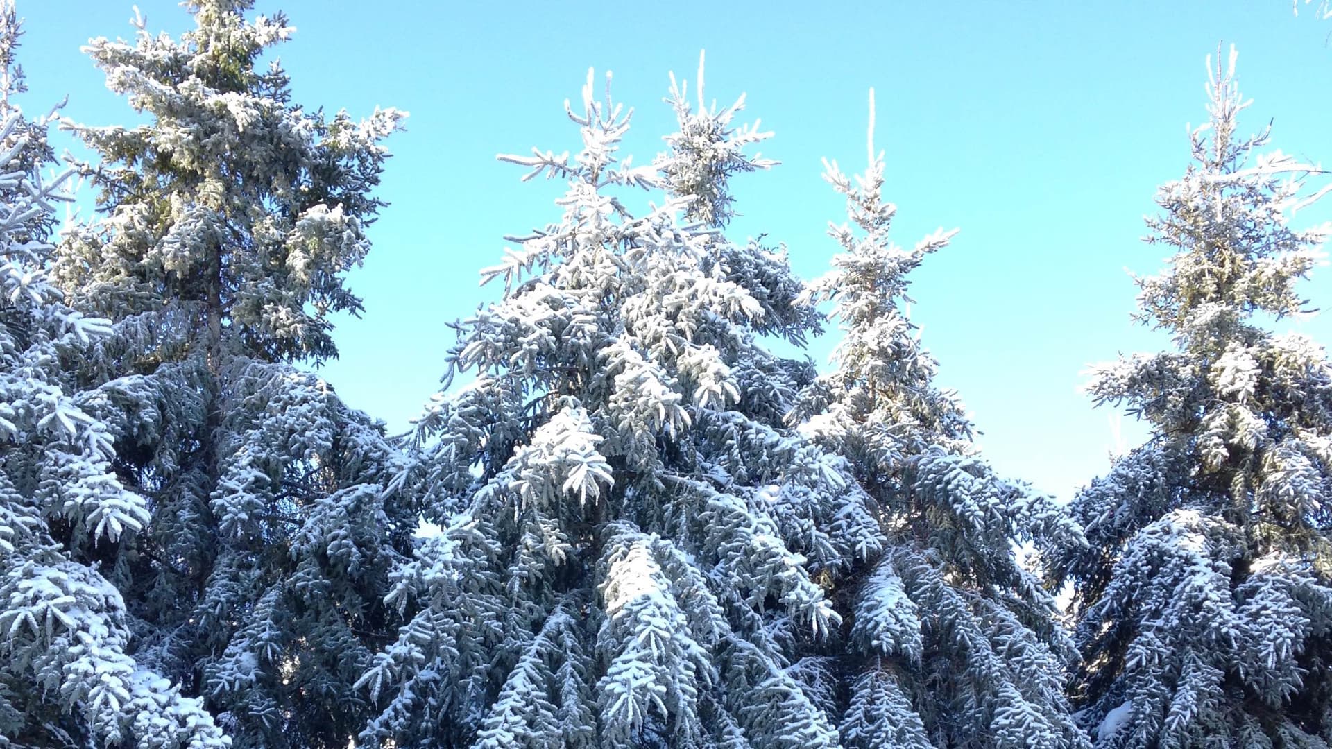 Evergreen trees carrying the recent snowfall