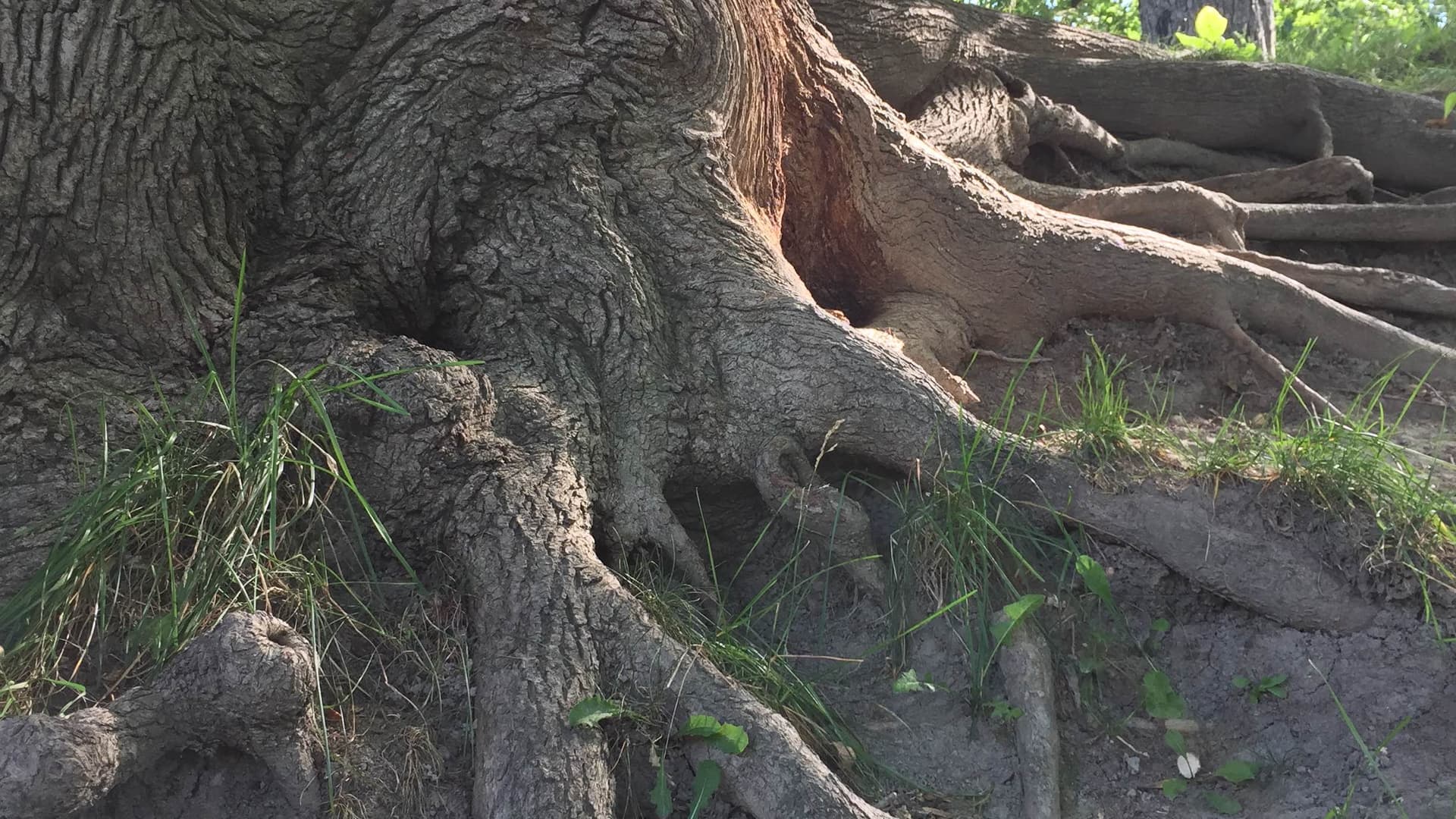 The base of a grandmother tree, roots reaching deep into the earth