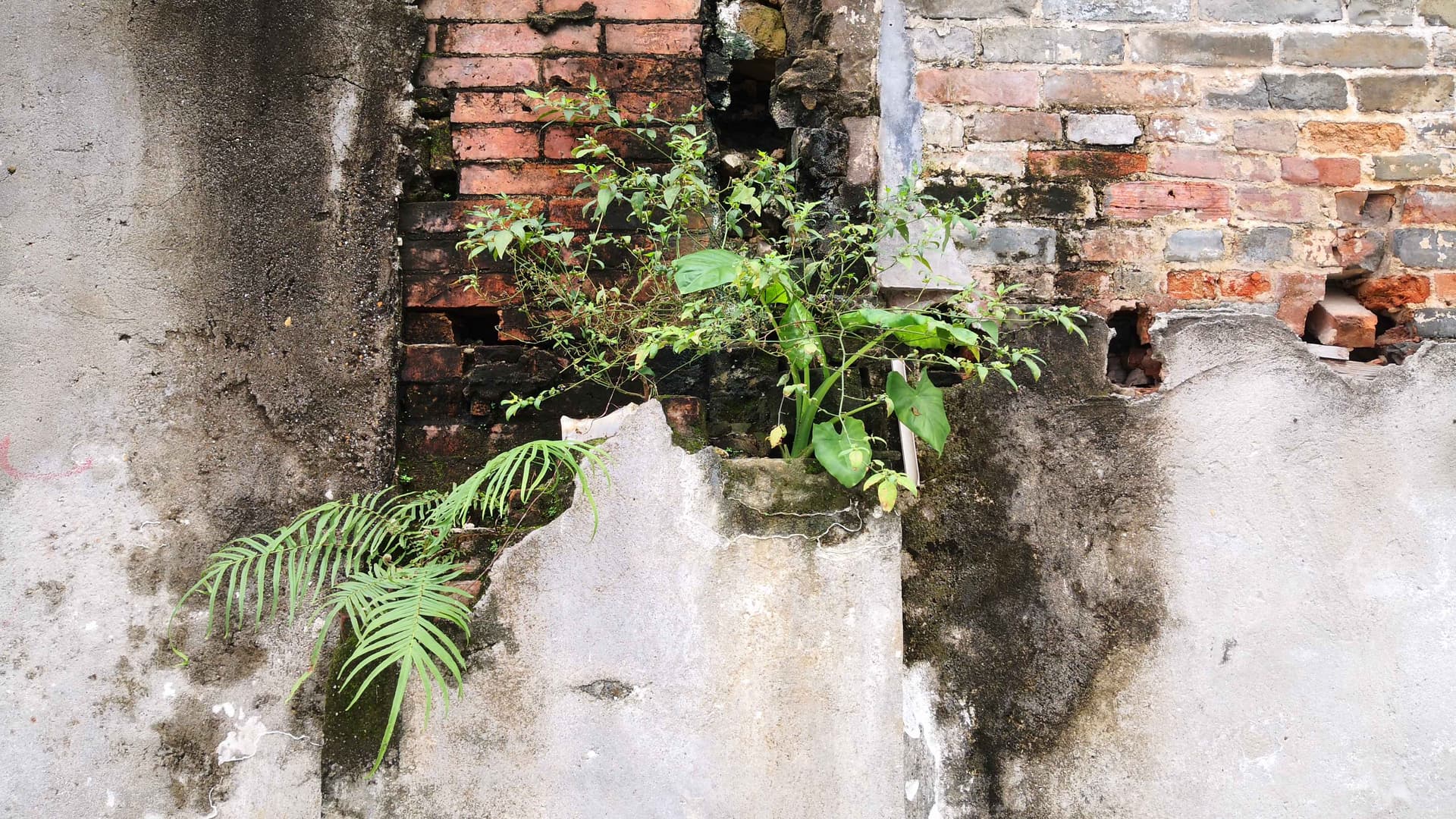 Plant growing out of an abandoned building