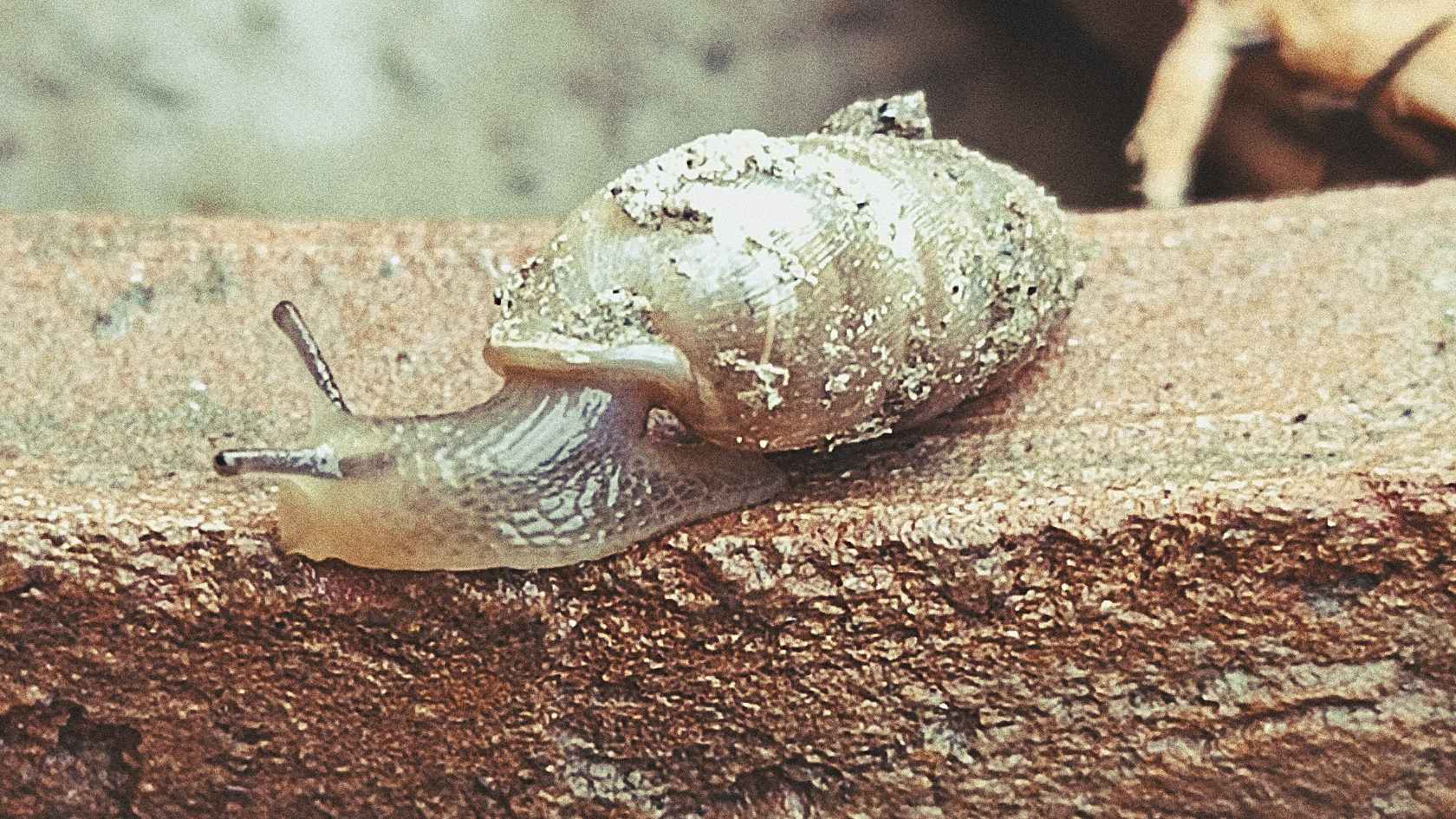 A close-up image of a small snail slowly moving forward on a rough surface, symbolizing patience, resilience, and steady progress despite challenges.