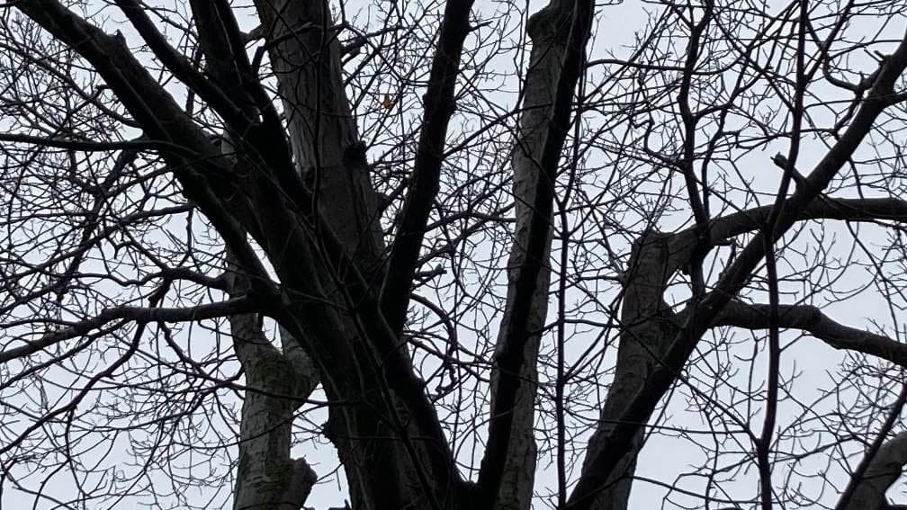Branches of a tree interwoven with each other