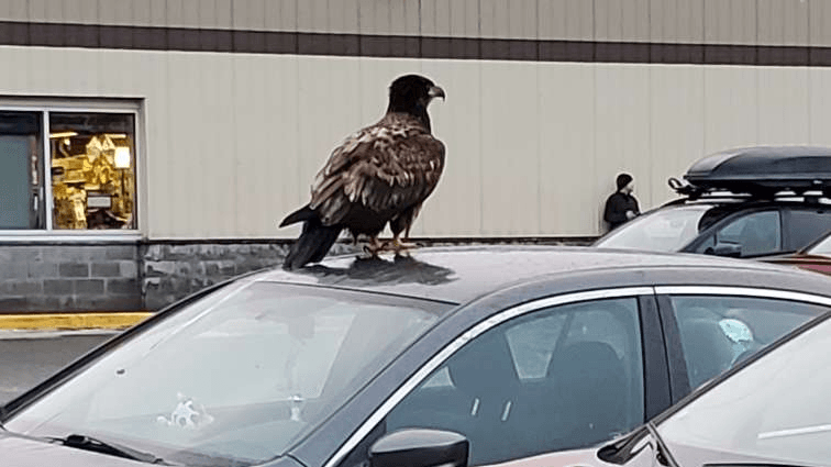 a hawl atop a car in a parking lot