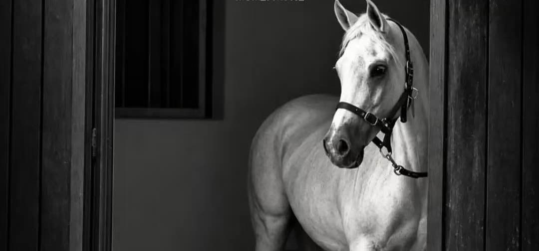 A white horse standing calmly indoors against a dark background.