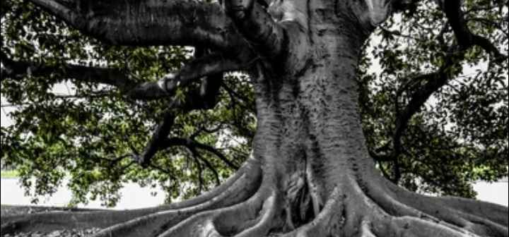 Very old fig tree